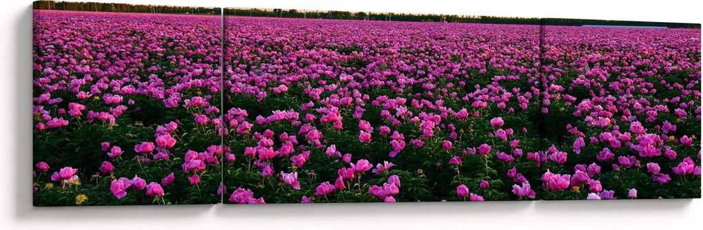 Obraz - Łąka fioletowych tulipanów (170x50 cm)