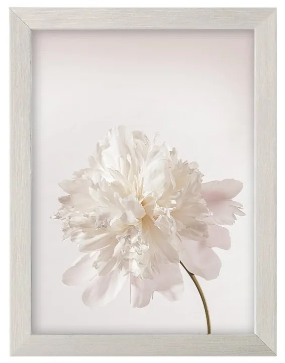 Obraz Peony III 18x24cm silver