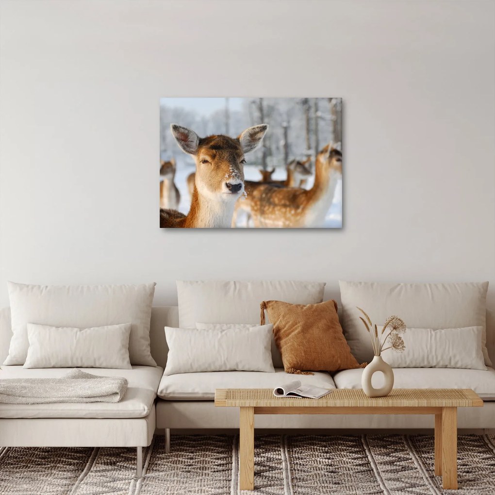 Obraz - Jelonki (70x50 cm)