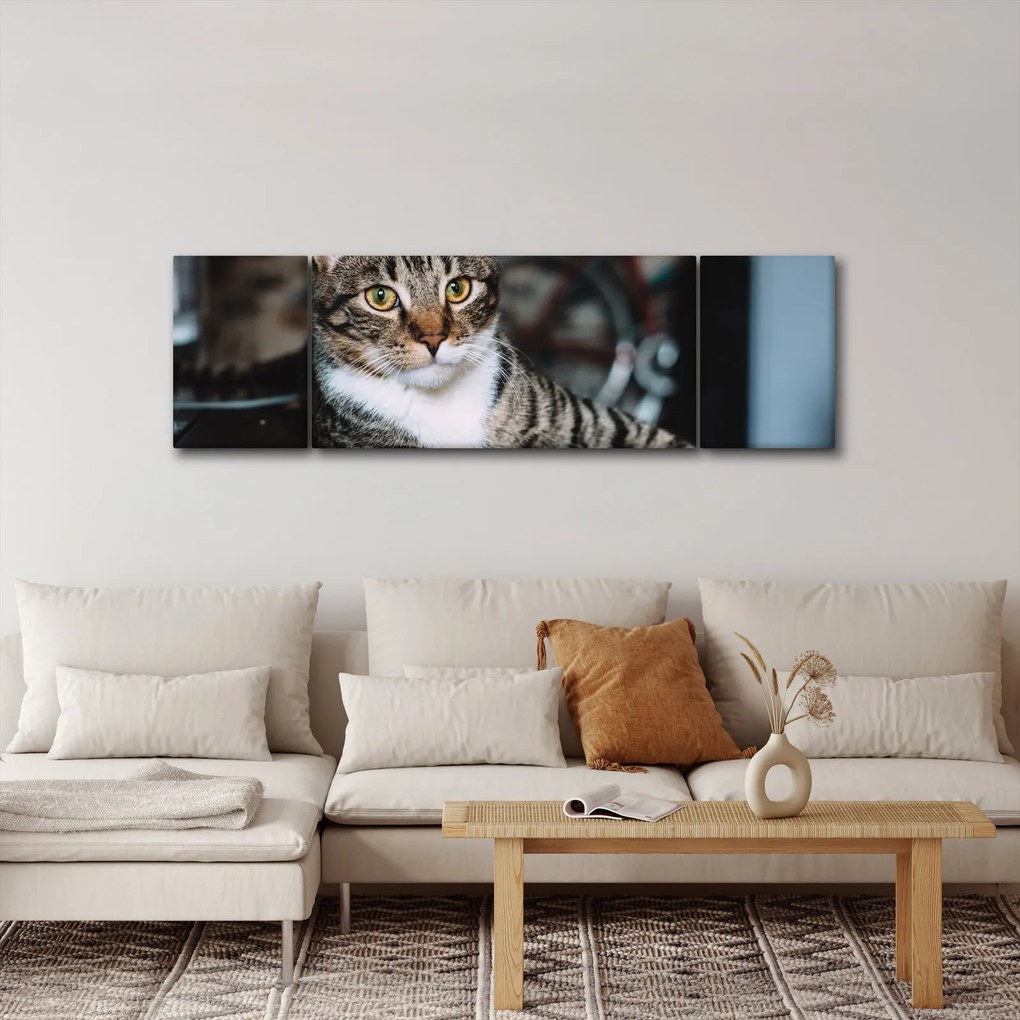 Obraz kota (170x50 cm)