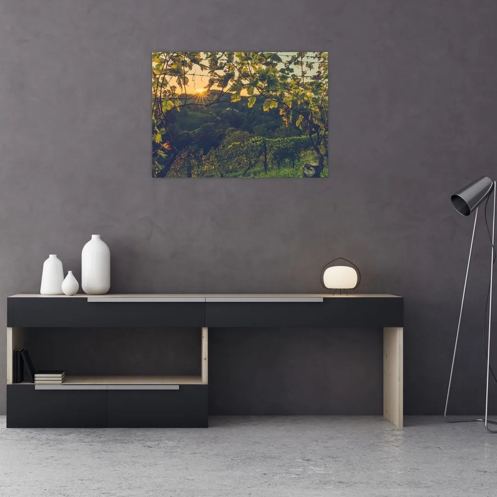 Obraz na szkle - Winnica (70x50 cm)