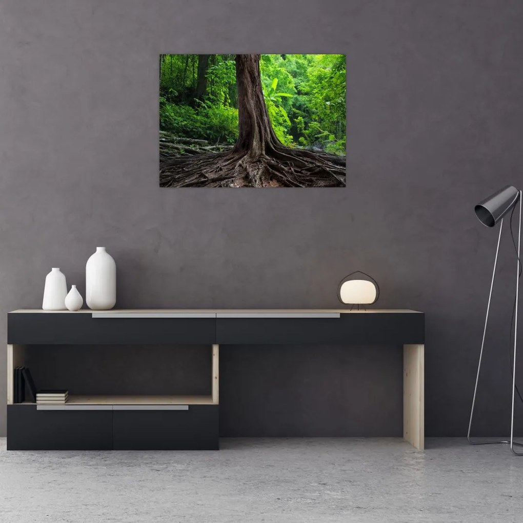 Obraz - Stare drzewo z korzeniami (70x50 cm)