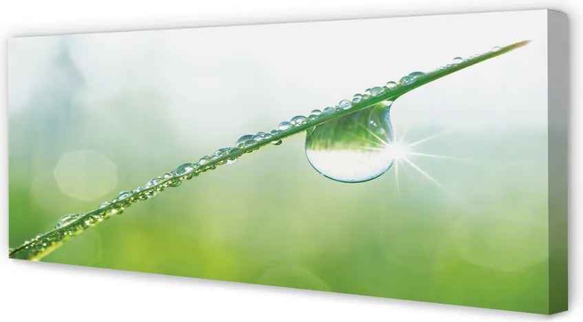 Obraz na płótnie Kropla Rosy na Trawie