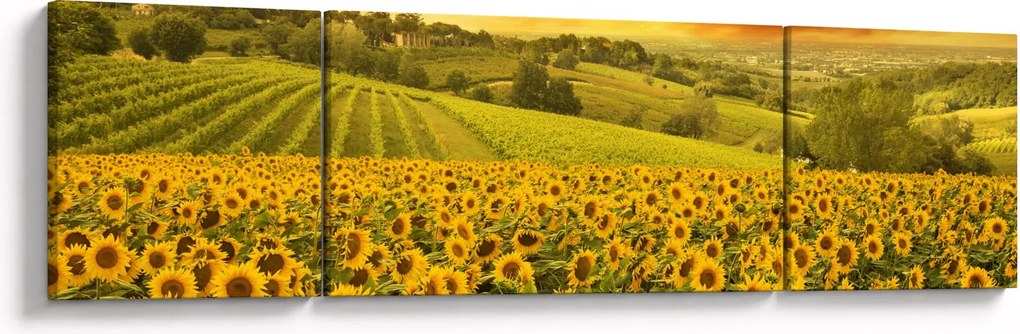 Obraz - Pole słoneczników (170x50 cm)