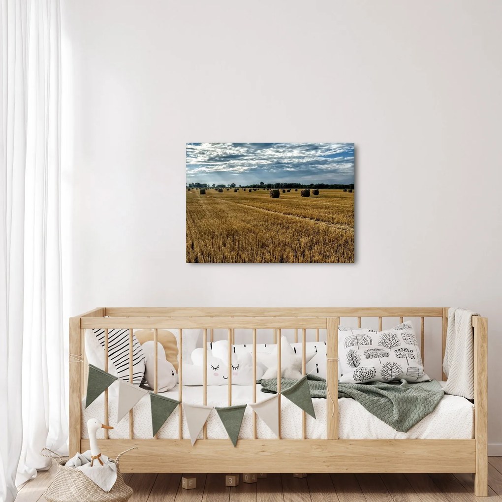 Obraz zebranego pola zboża (70x50 cm)