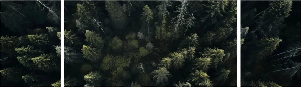 Obraz - Las (170x50 cm)
