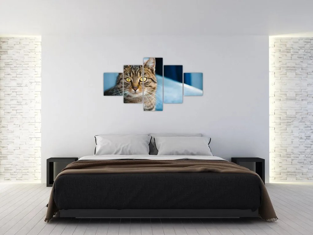 Obraz - Kot domowy (125x70 cm)