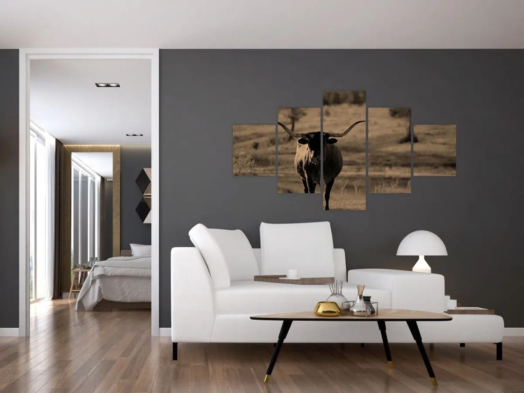 Obraz - Krowa z Teksasu (125x70 cm)