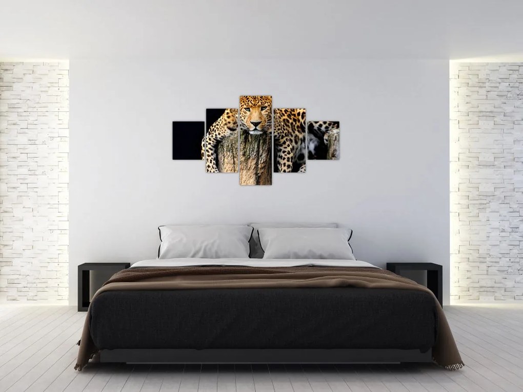 Obraz - Gepard (125x70 cm)