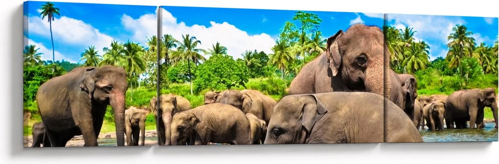 Obraz - Słonie, Sri Lanka (170x50 cm)