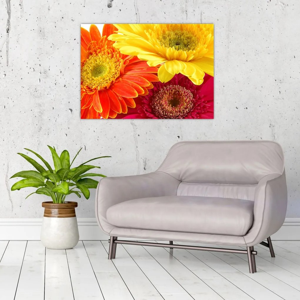Obraz na szkle - Kwiaty Gerbery (70x50 cm)