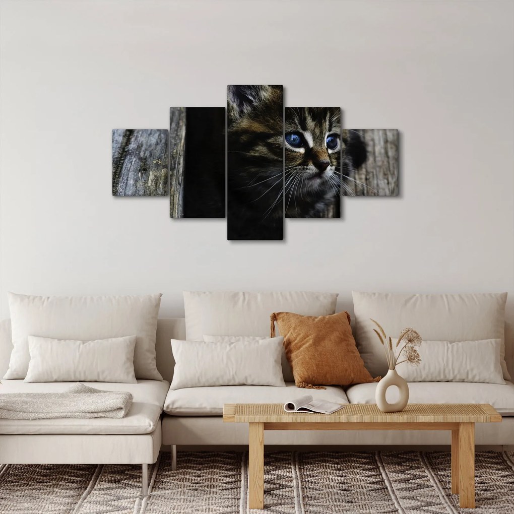 Obraz kotka (125x70 cm)