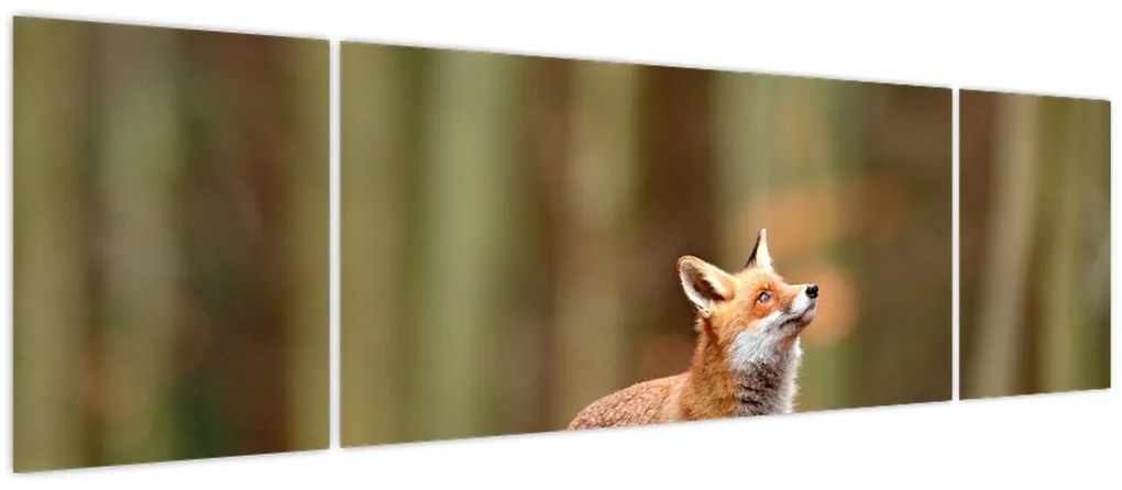 Obraz - Lis (170x50 cm)