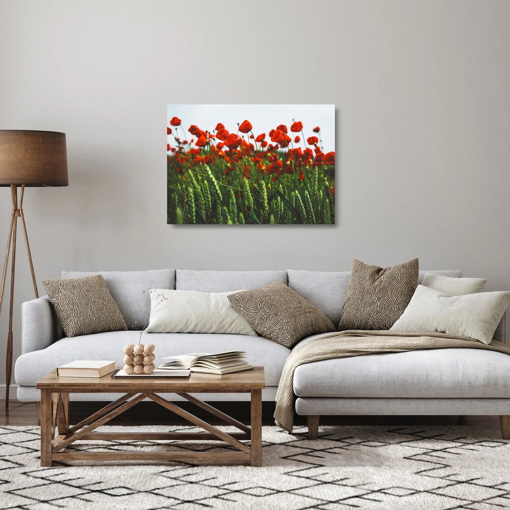 Obraz na szkle maków na wietrze (70x50 cm)