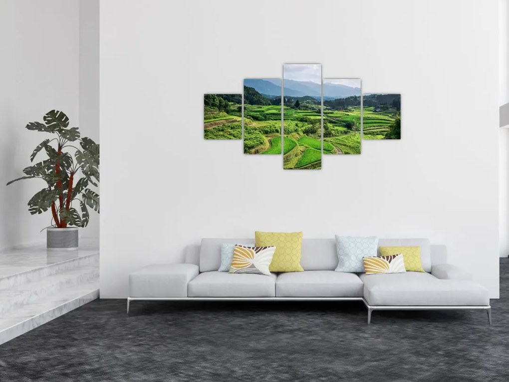 Obraz pól ryżowych (125x70 cm)