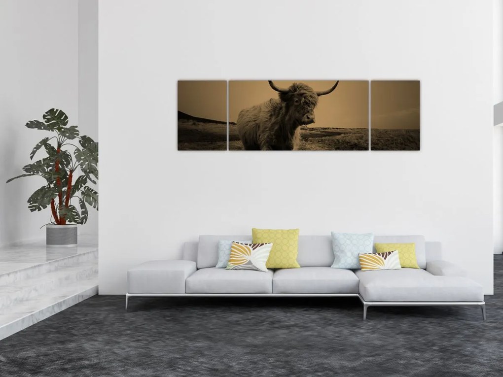 Obraz - Szkocka krowa na wolności (170x50 cm)