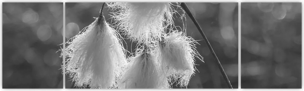 Obraz - Trawa bawełniana (170x50 cm)