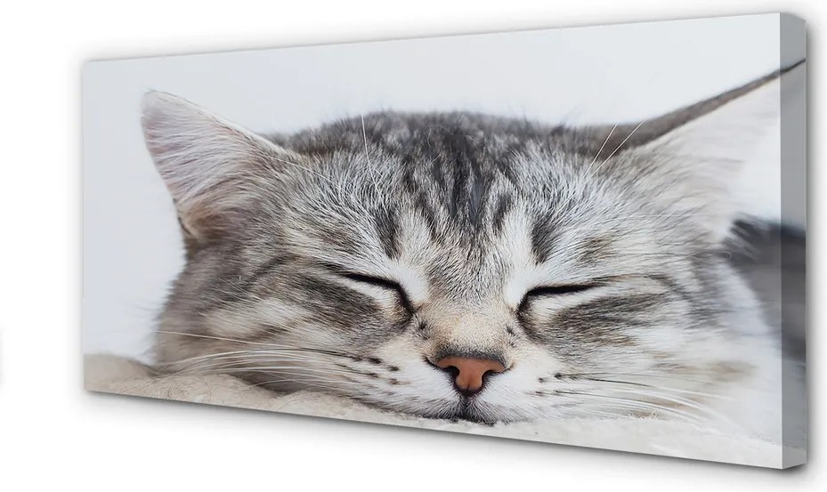 Obraz na płótnie Słodki Śpiący Kot