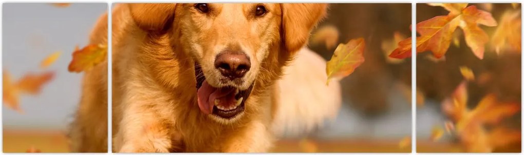 Obraz - Golden Retriever (170x50 cm)