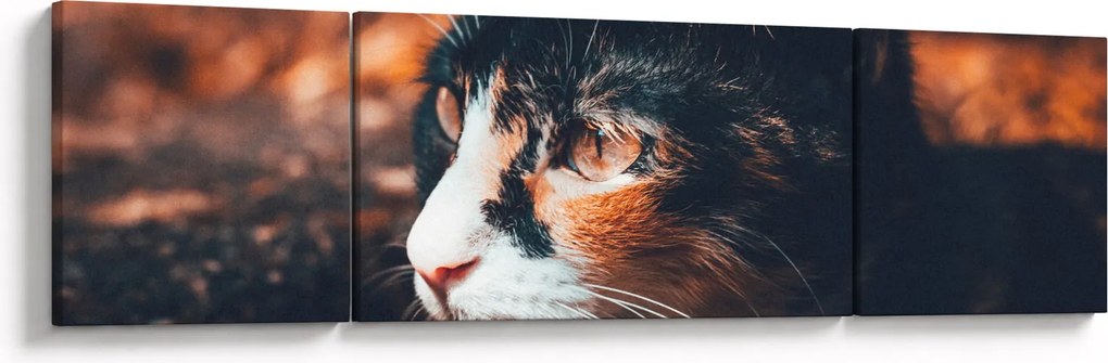 Obraz - Spojrzenie kota (170x50 cm)