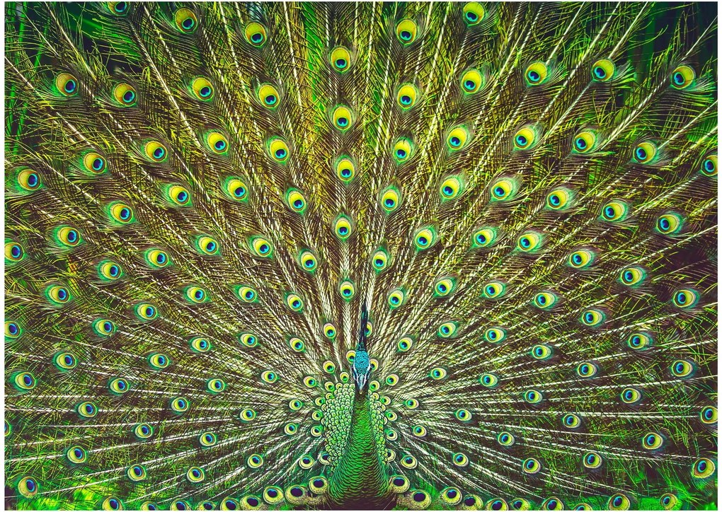 Obraz na szkle - Paw (70x50 cm)
