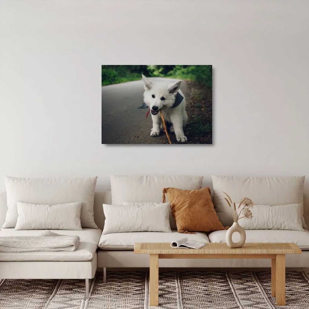 Obraz na szkle białego psa (70x50 cm)