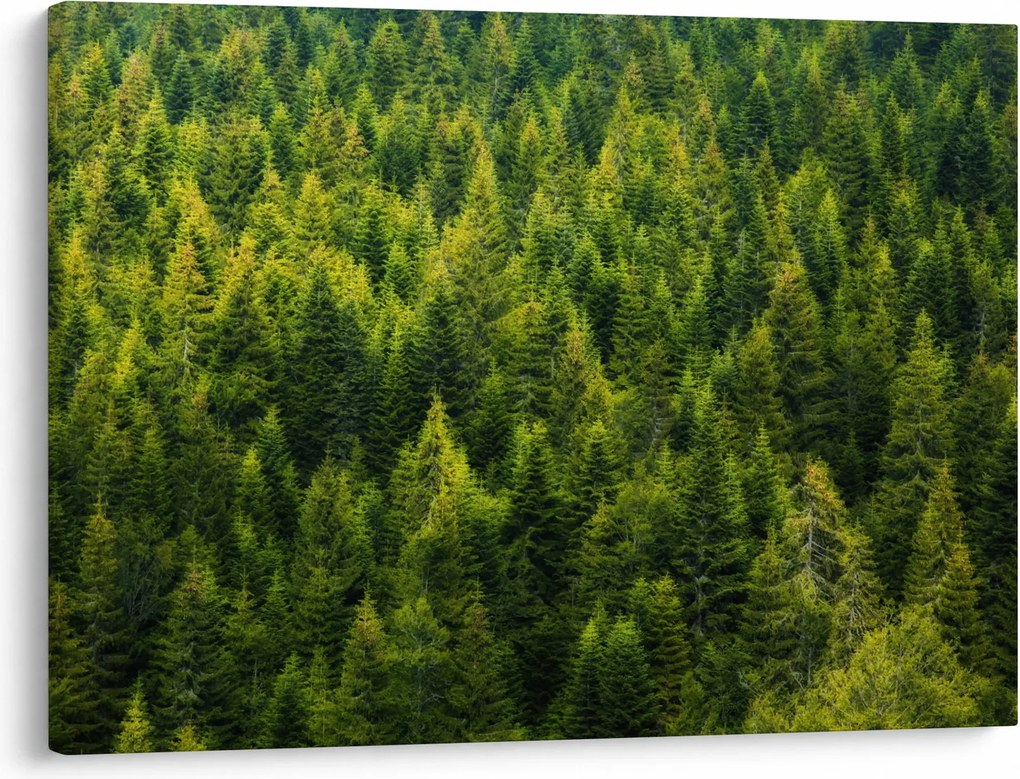 Obraz - Gęsty las (70x50 cm)
