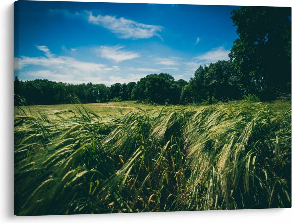 Obraz łąki i lasu (70x50 cm)