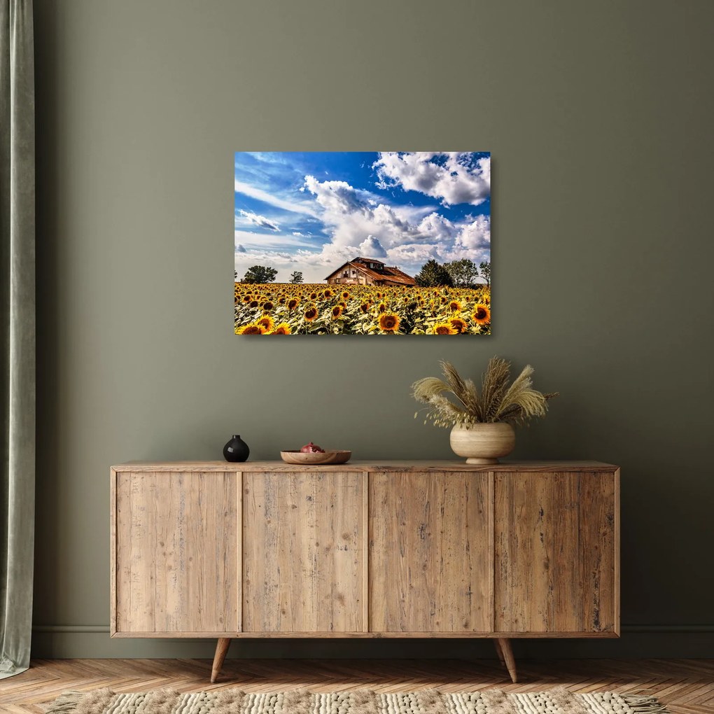 Obraz na szkle - pole słoneczników (70x50 cm)