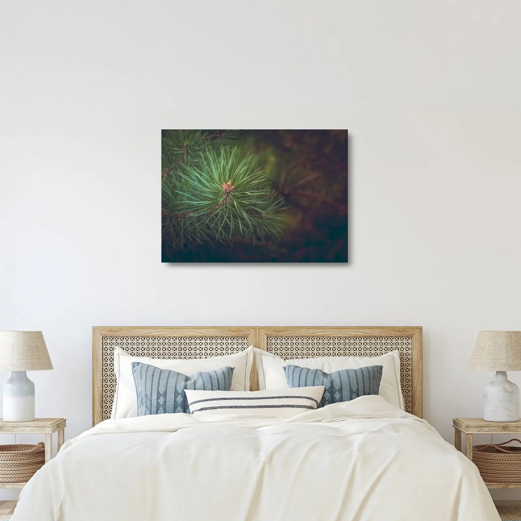 Obraz na szkle - Detal sosny (70x50 cm)