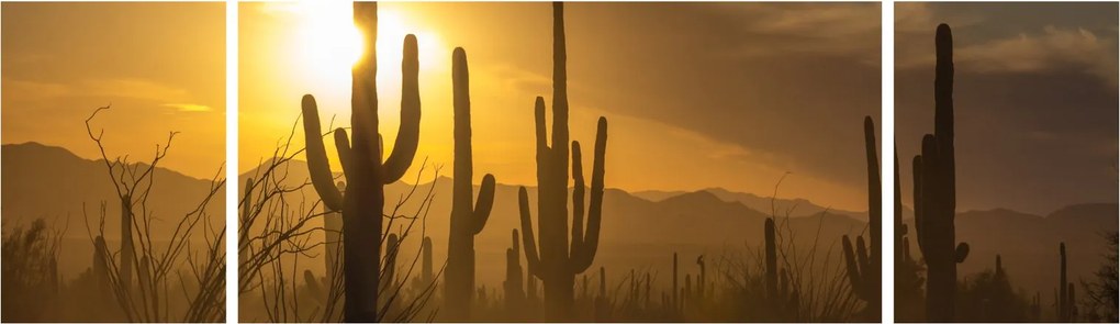 Obraz - Kaktusy Saguaro (170x50 cm)