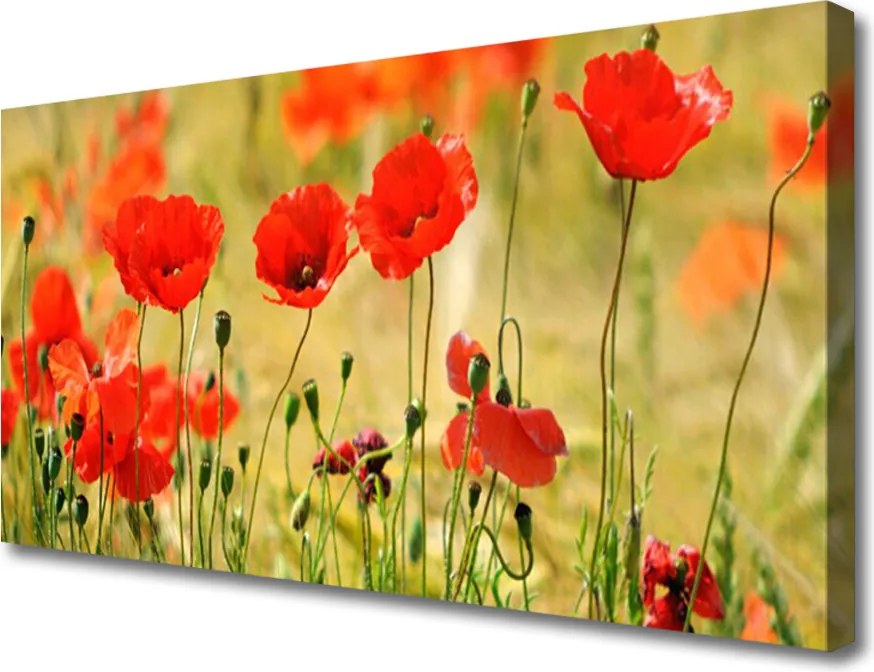 Obraz canvas Polne Maki w Rozkwicie