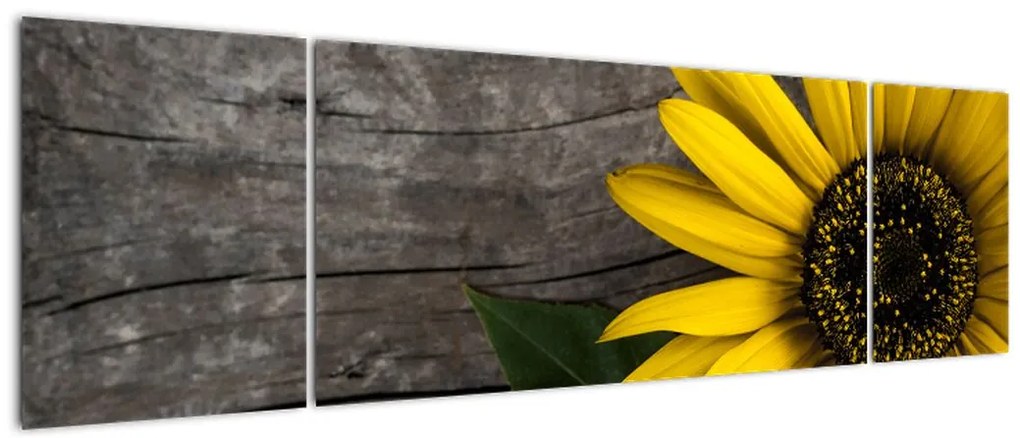 Obraz - Kwiat słonecznika (170x50 cm)