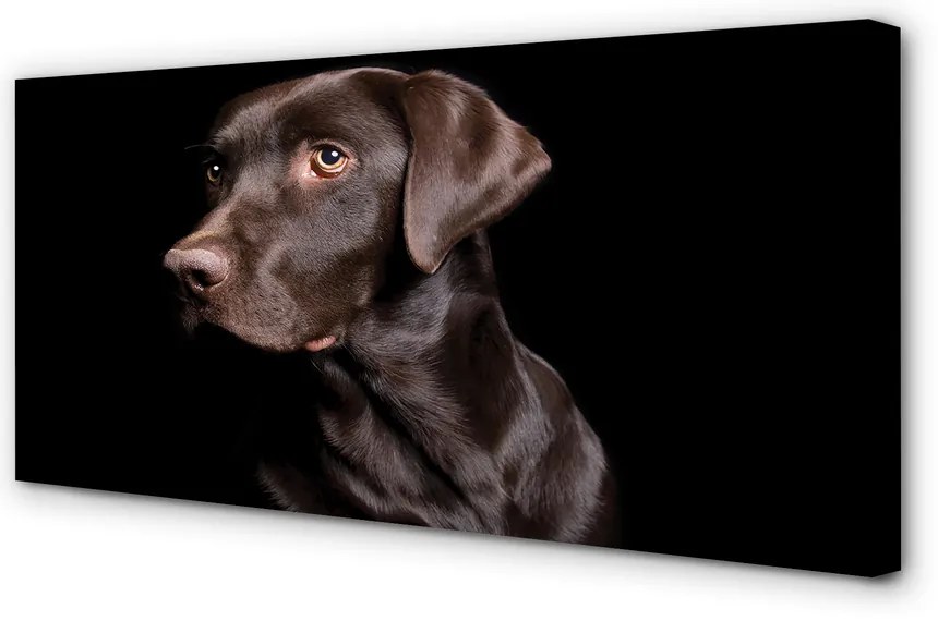 Fotoobraz na płótnie Brązowy Pies