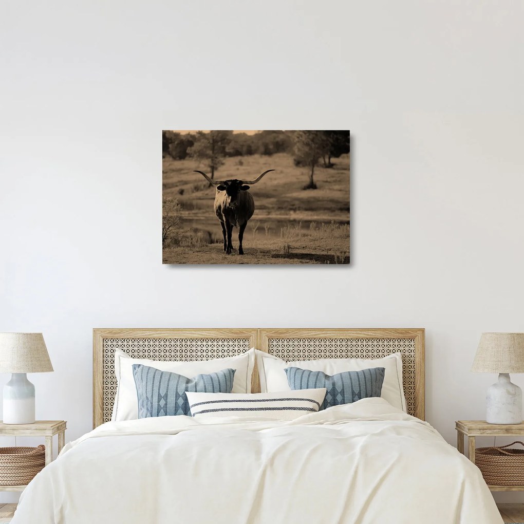 Obraz na szkle - Krowa z Teksasu (70x50 cm)
