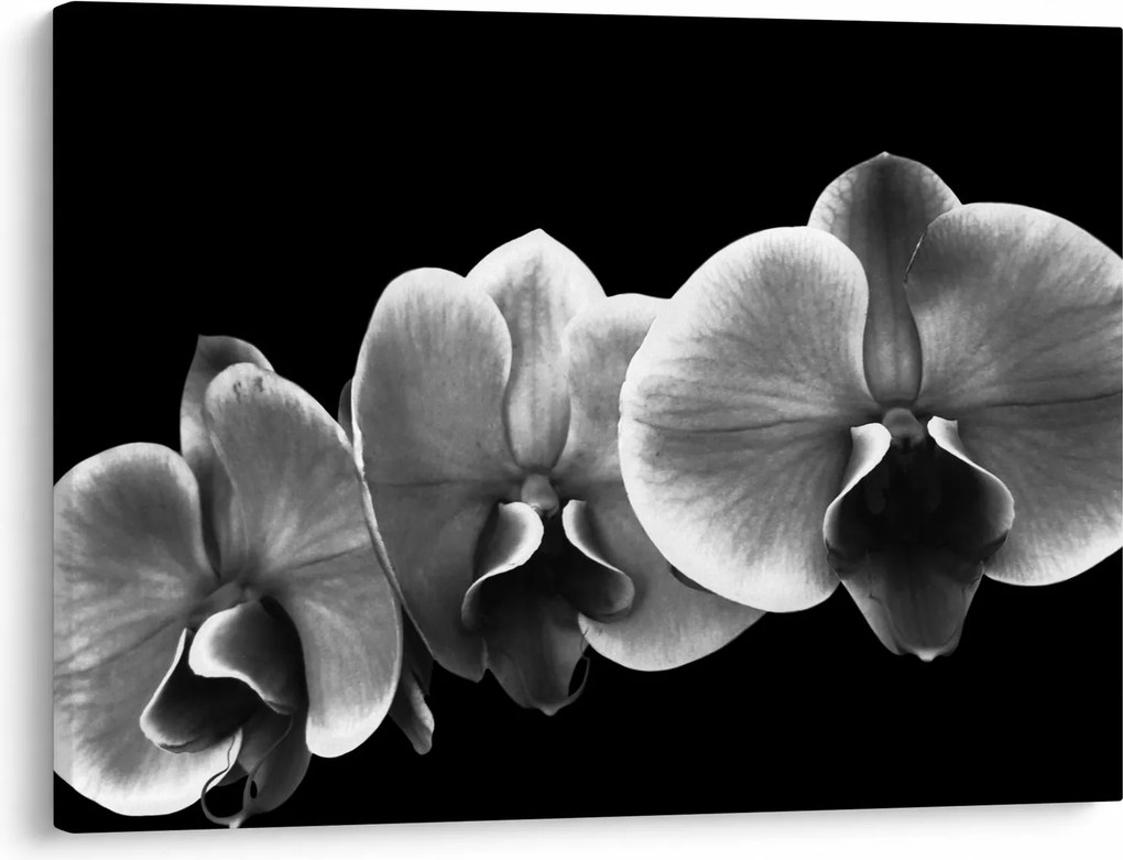 Obraz kwiatu orchidei (70x50 cm)