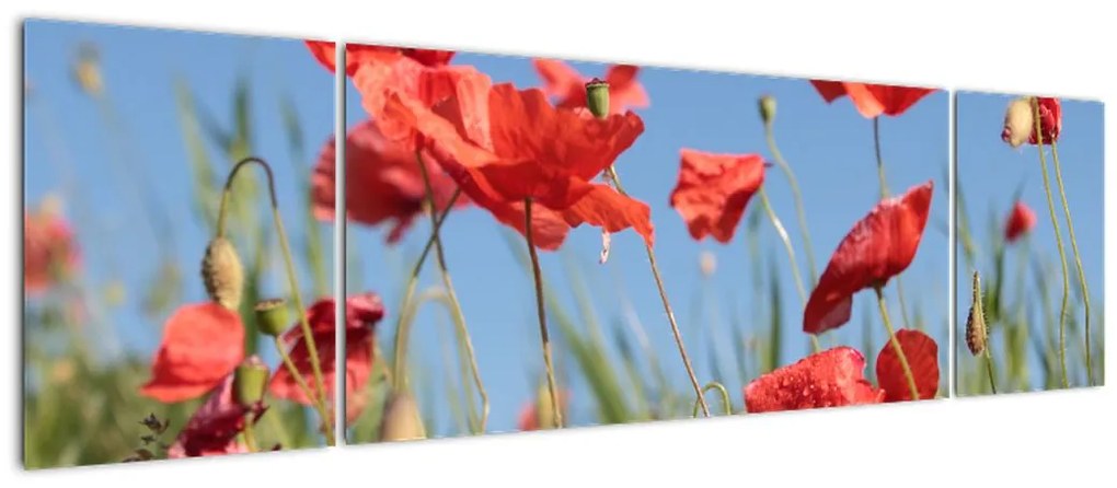 Obraz - Maki (170x50 cm)