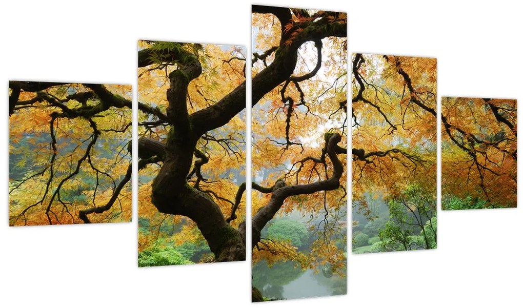 Obraz żółtego klonu japońskiego, Portland, Oregon (125x70 cm)