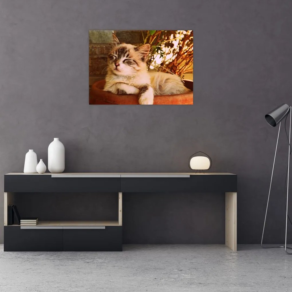 Obraz na szkle kota w doniczce (70x50 cm)