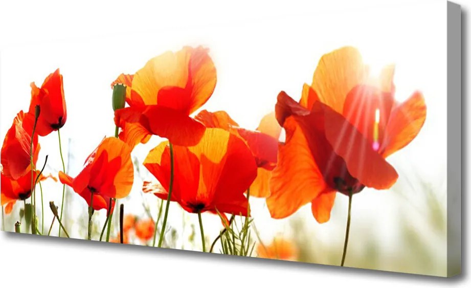 Obraz na płótnie Krwistoczerwone Maki na Polu
