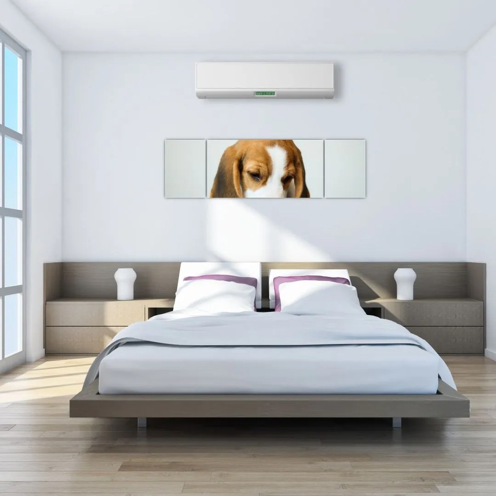 Obraz Beagle (170x50 cm)