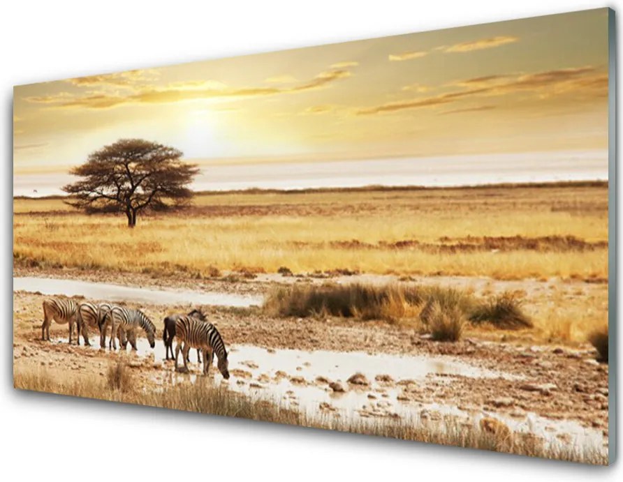 Panel Kuchenny Zebry Na Afrykańskiej Sawannie