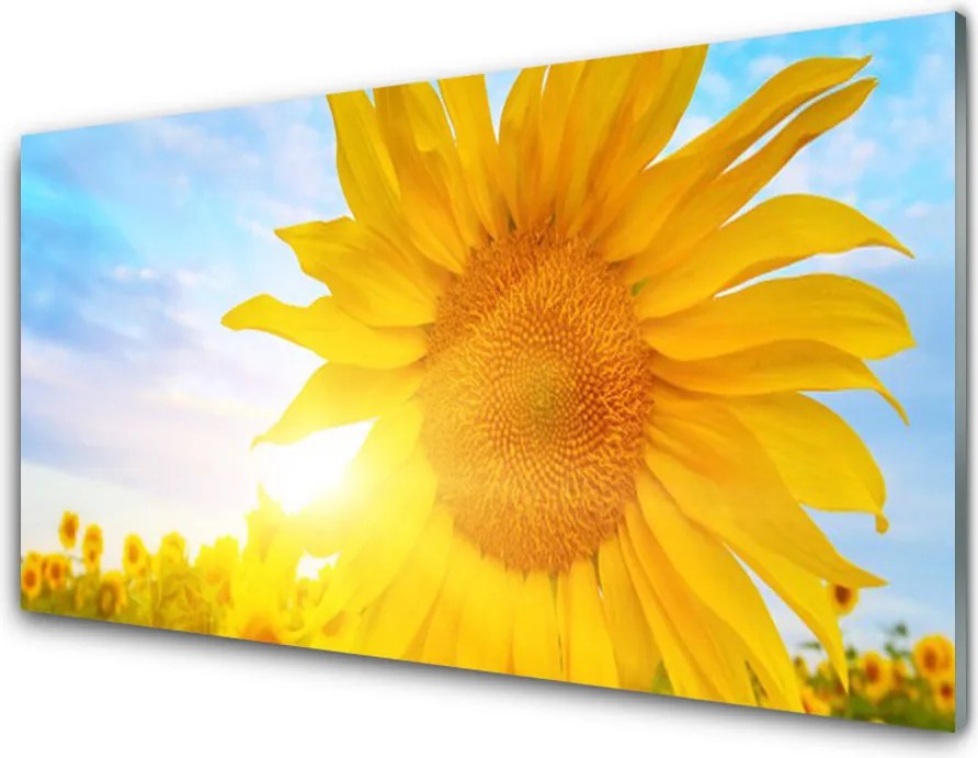 Panel Szklany Słonecznik w Pełnym Rozkwicie