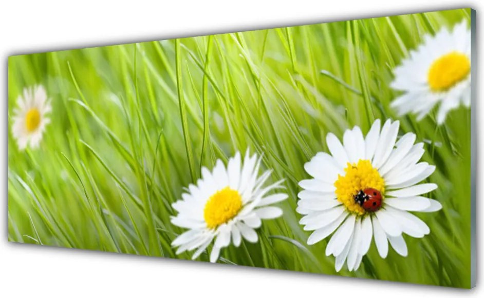 Panel Szklany do Kuchni Białe Stokrotki W Trawie
