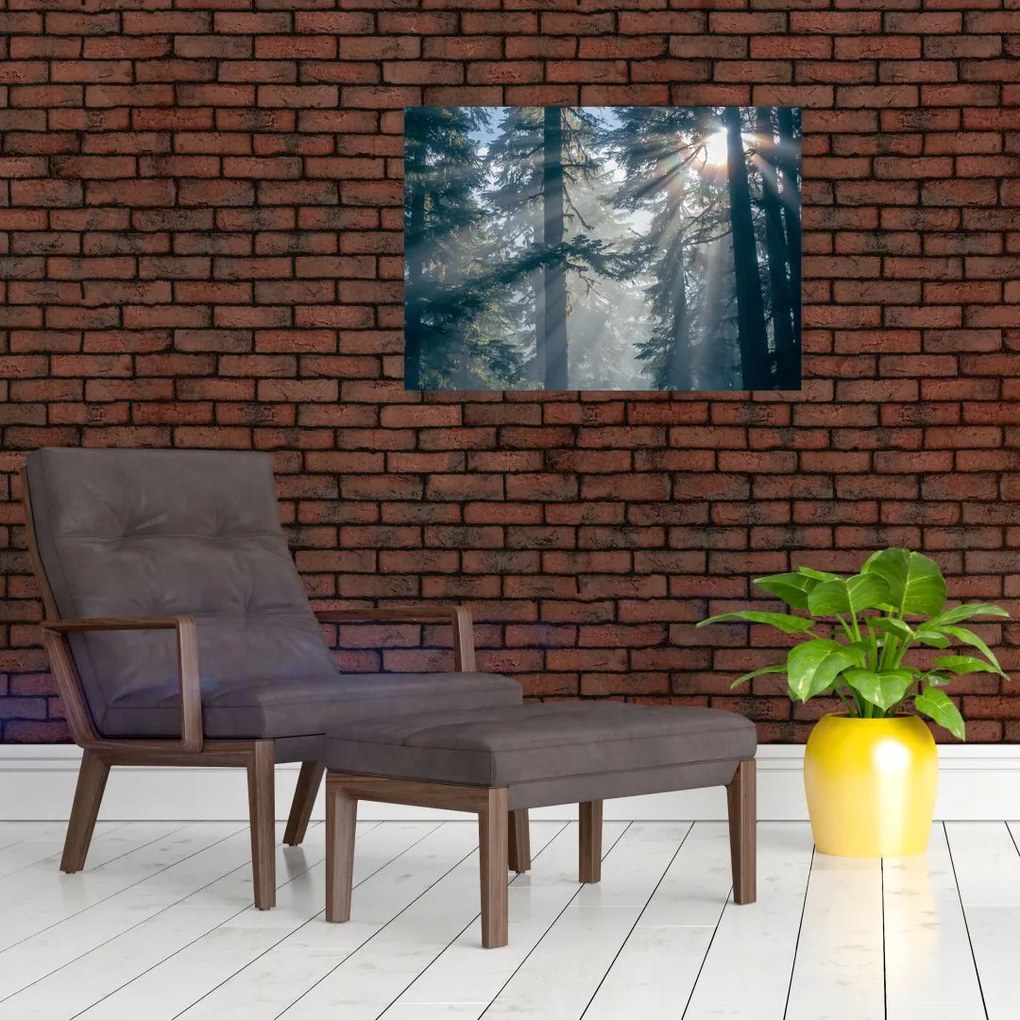 Obraz drzew, przez które prześwieca słońce (70x50 cm)
