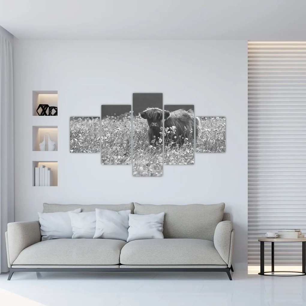 Obraz - Szkocka krowa 5, czarno - biały (125x70 cm)