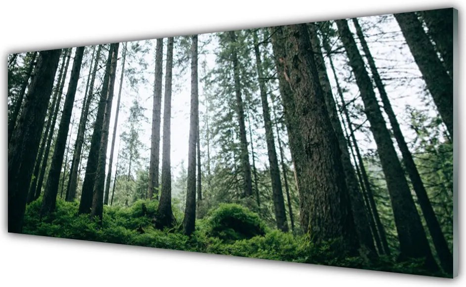 Szkło nad Blatem Promienie Słońca W Lesie