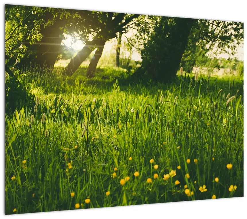 Obraz na szkle - natura - łąka (70x50 cm)