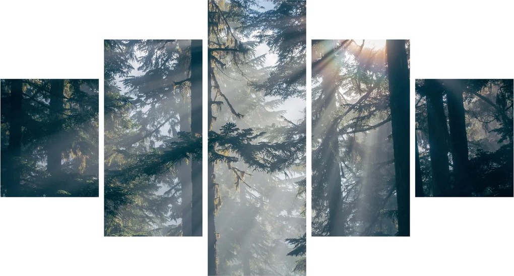 Obraz drzew, przez które prześwieca słońce (125x70 cm)