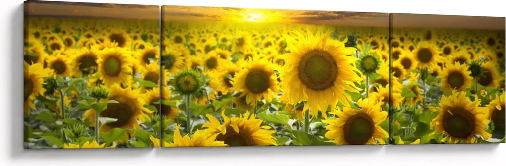 Obraz - Słoneczniki o zachodzie słońca (170x50 cm)